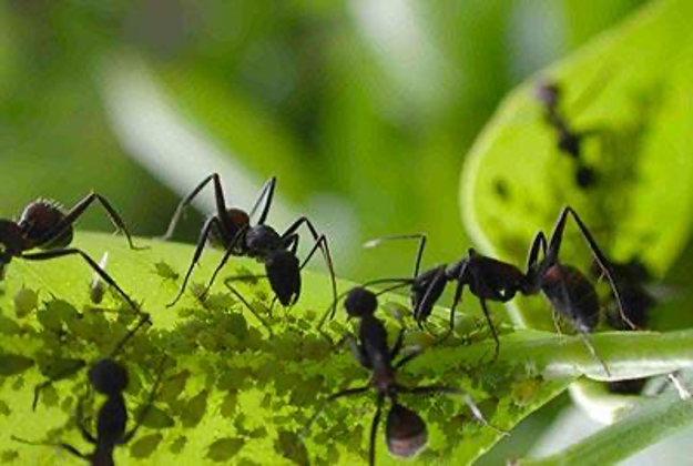 Dedetizadora no Jardim Sônia